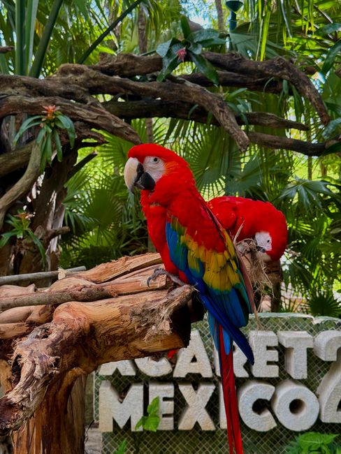 Xcaret