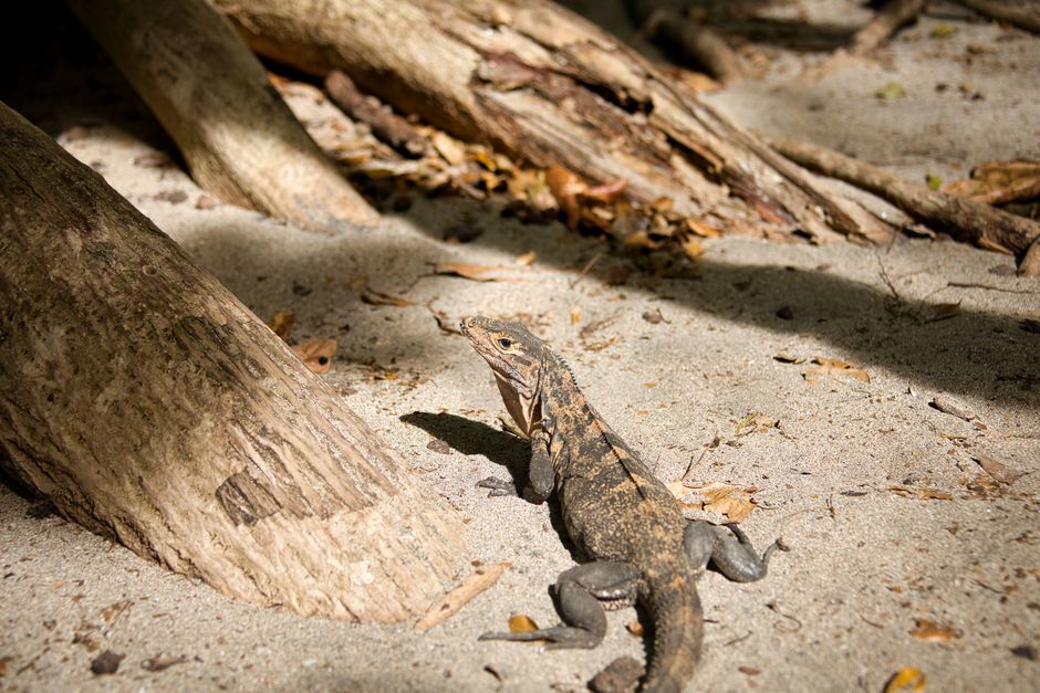 Parque Nacional Manuel Antonio