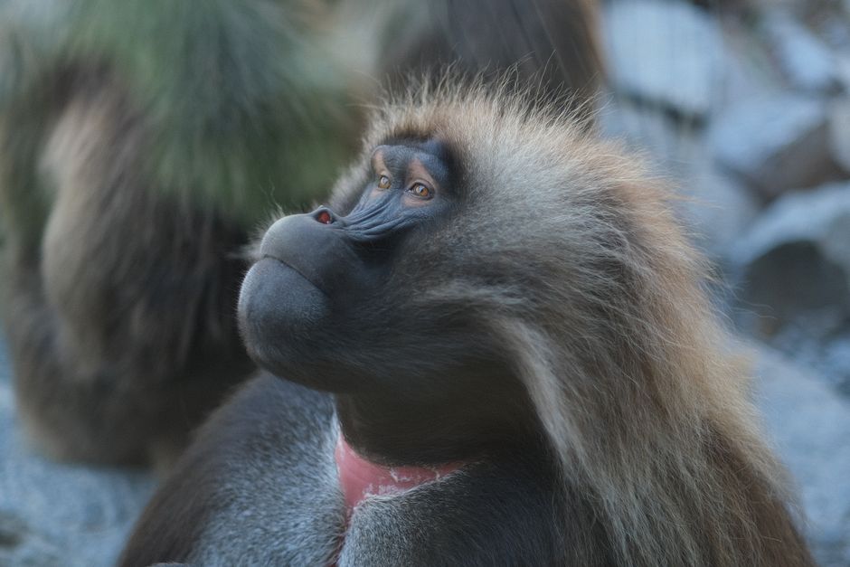 Zürich Zoo