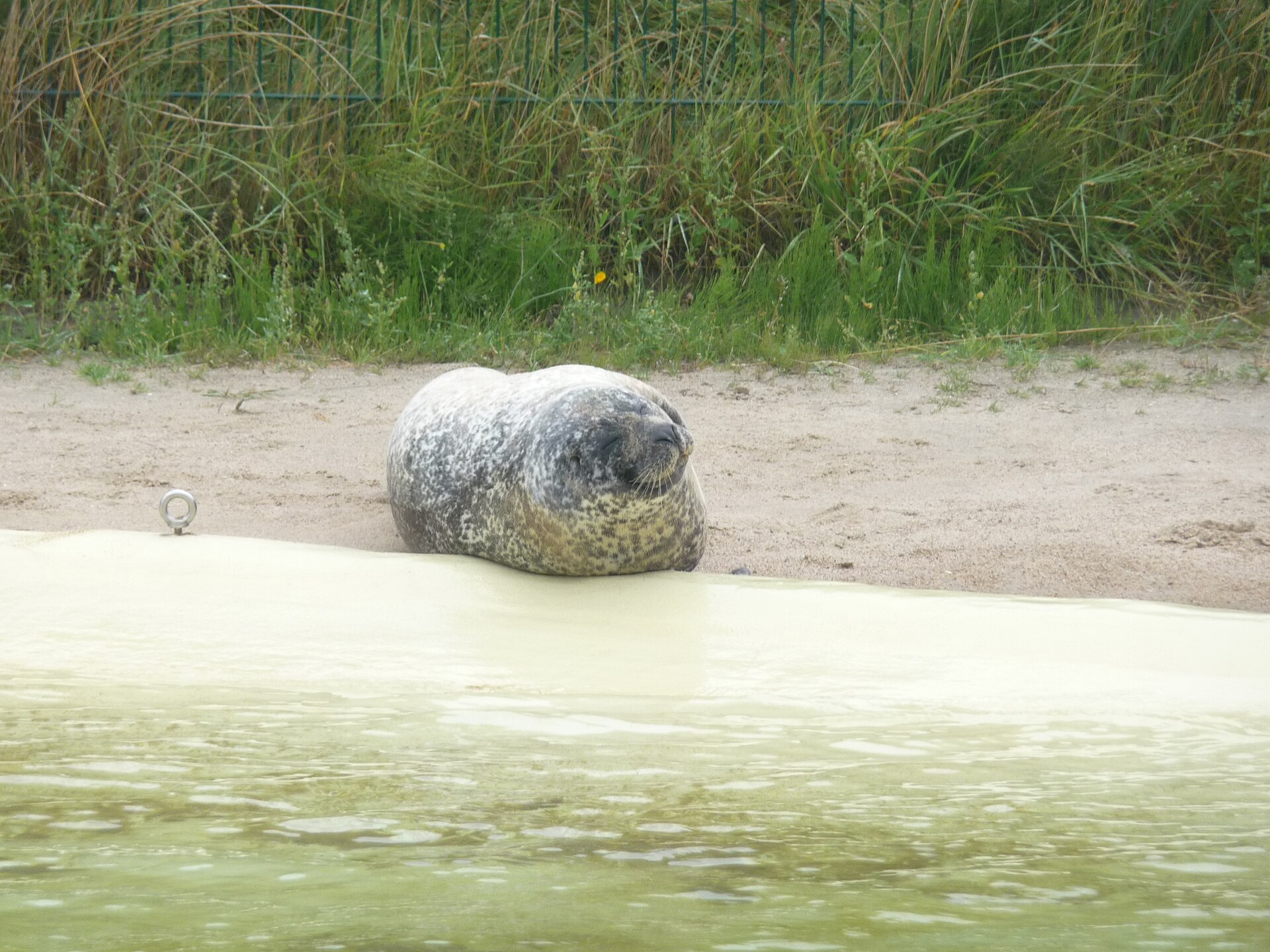 Seehundstation Friedrichskoog