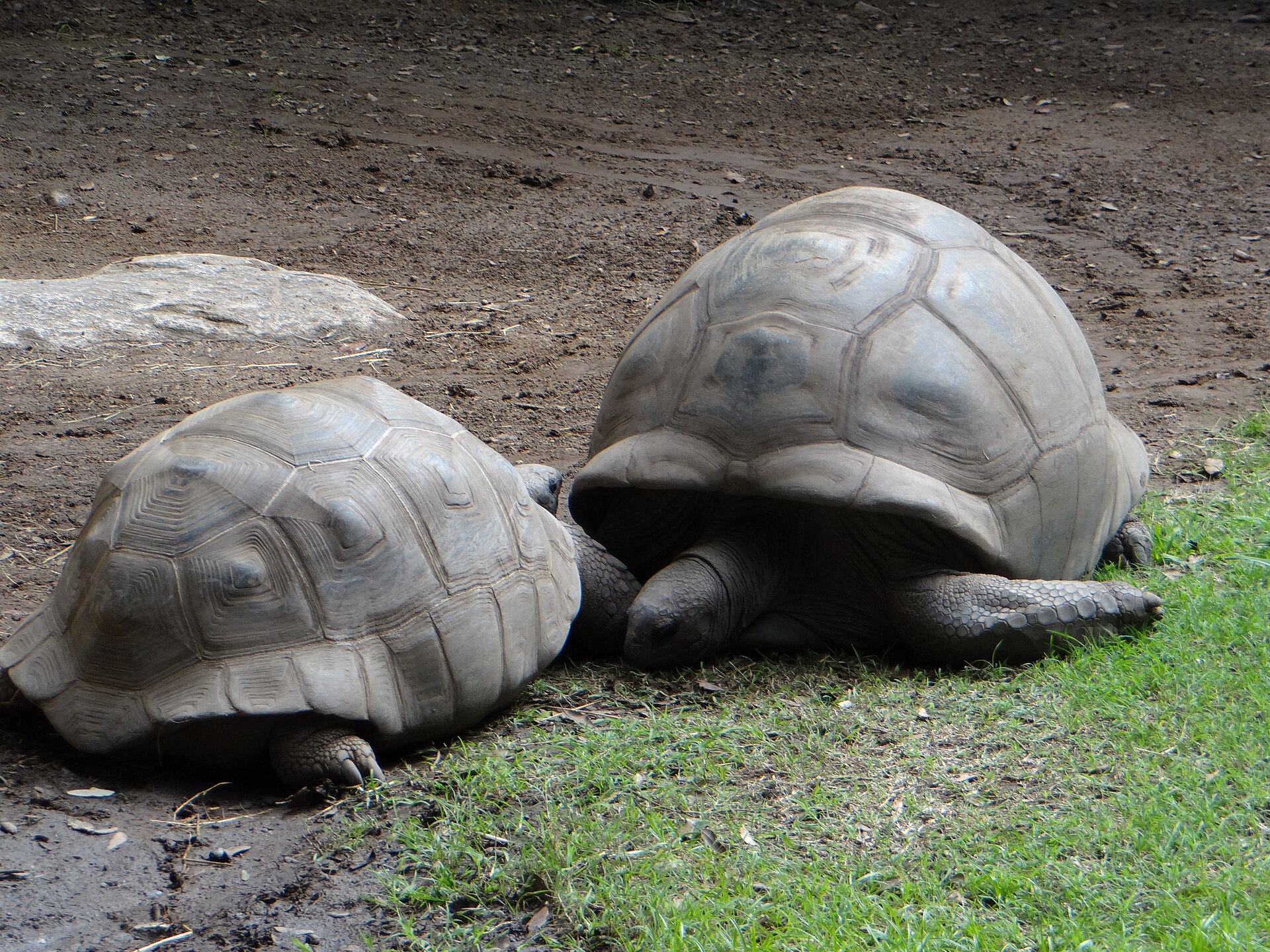 A Cupulatta