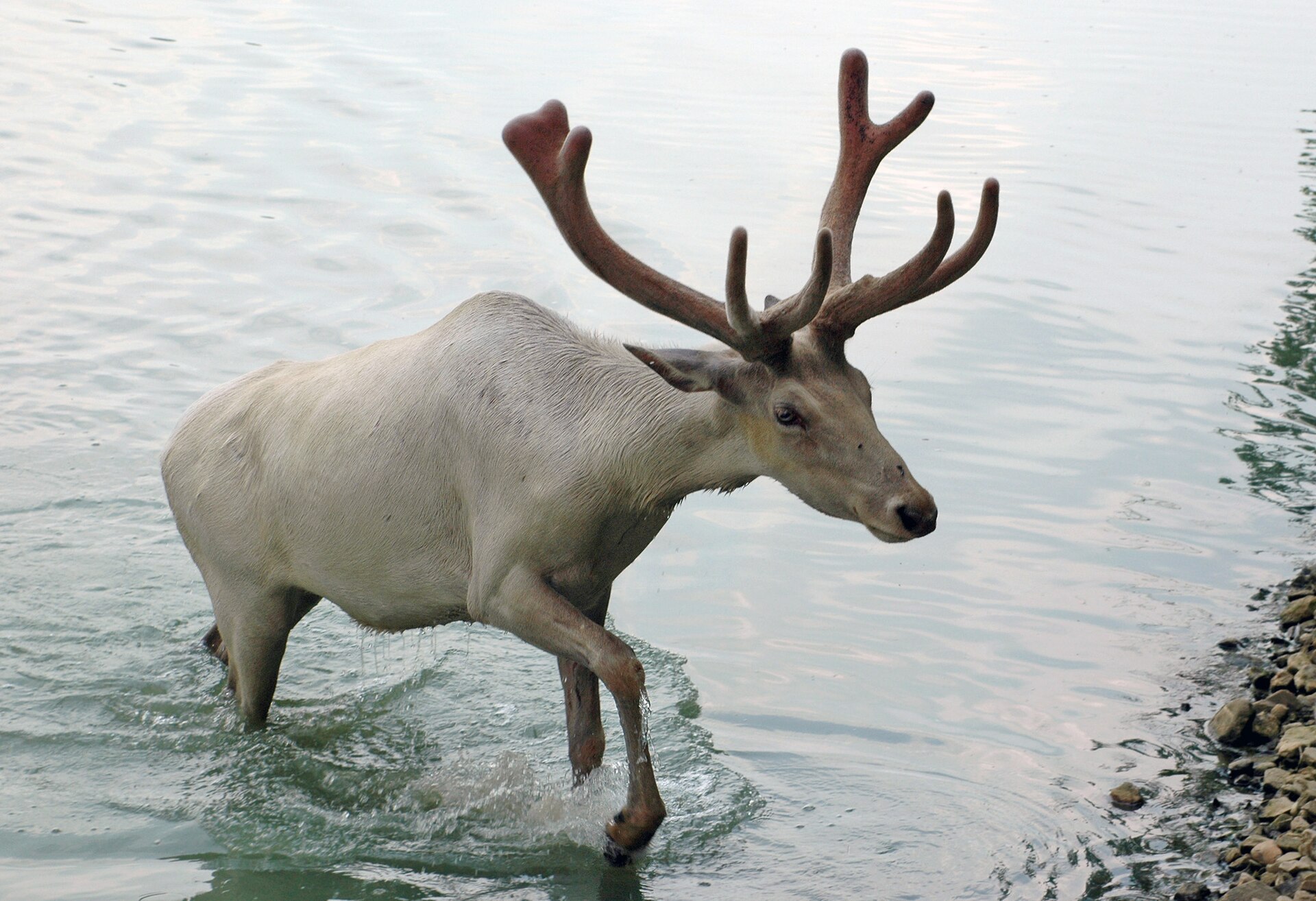 Parc Animalier de Sainte-Croix
