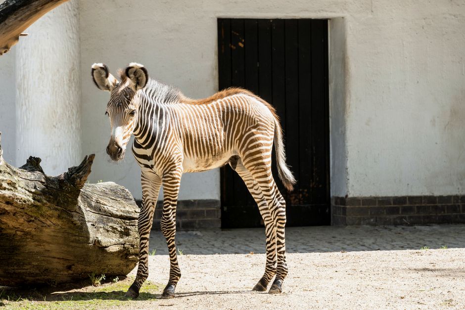 Berlin Zoo