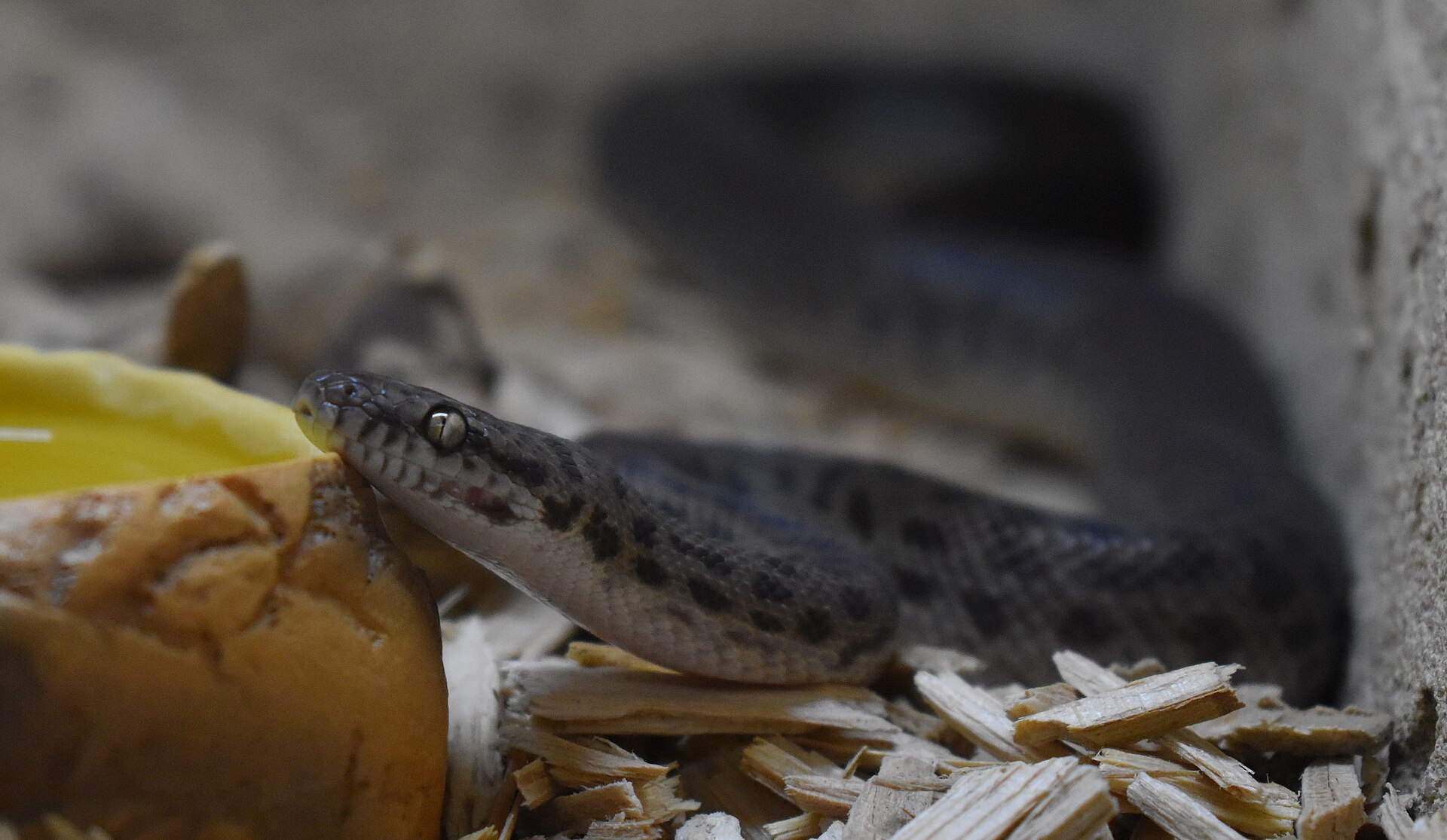 Reptilarium du Larzac