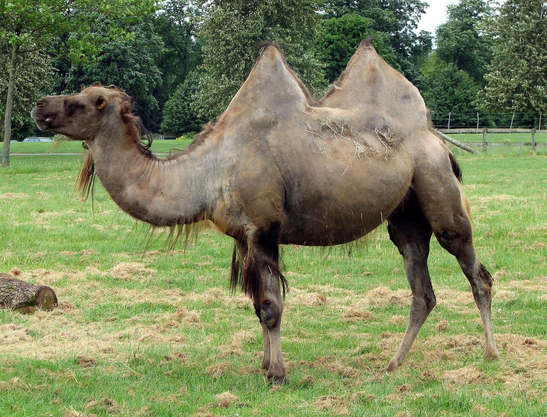 Cotswold Wildlife Park