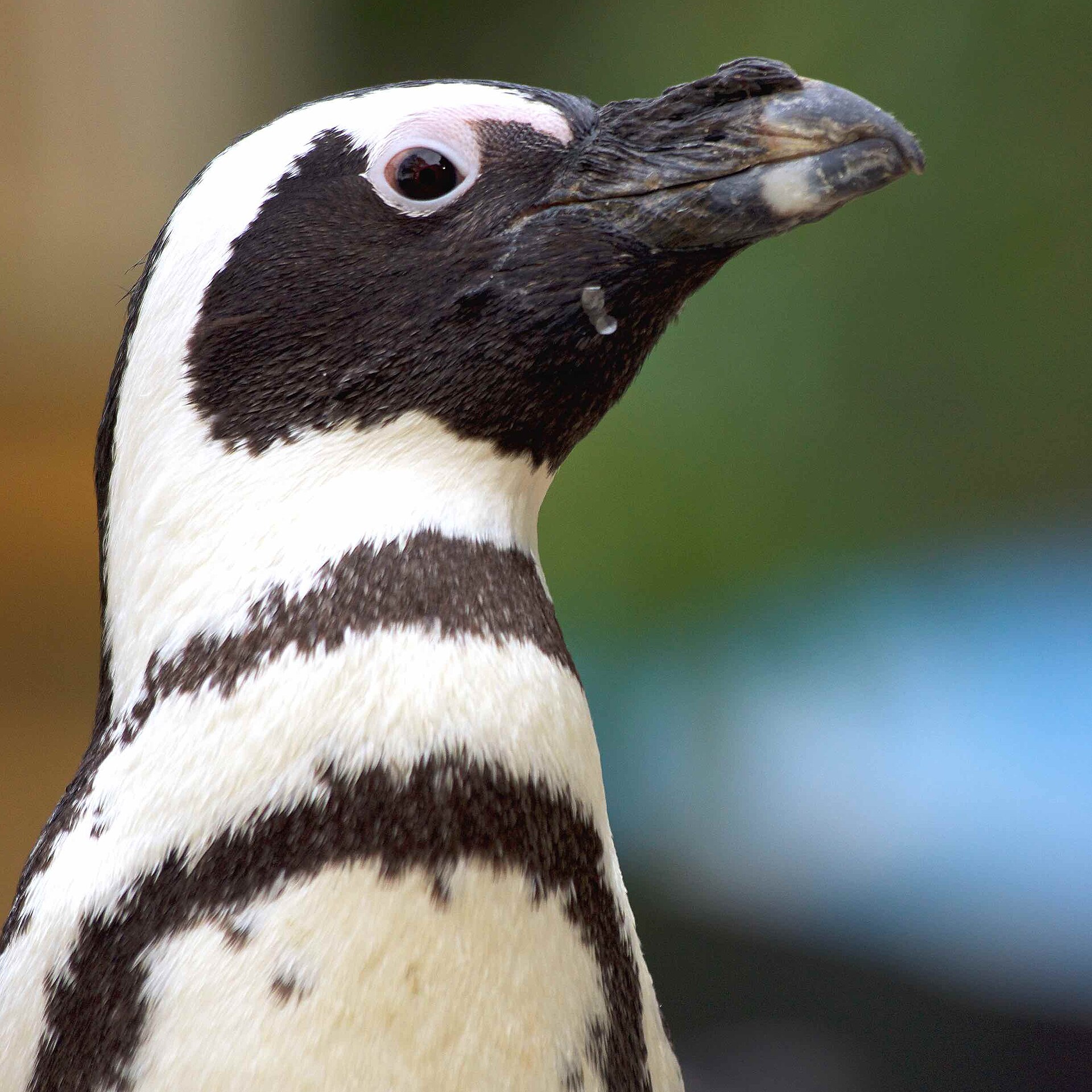 Hertfordshire Zoo