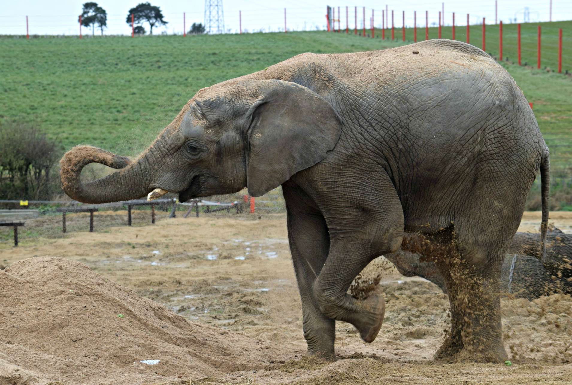 Noah's Ark Zoo Farm