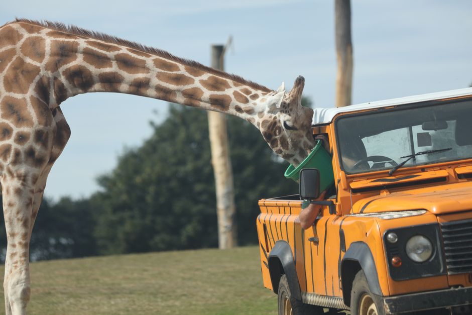 Woburn Safari Park