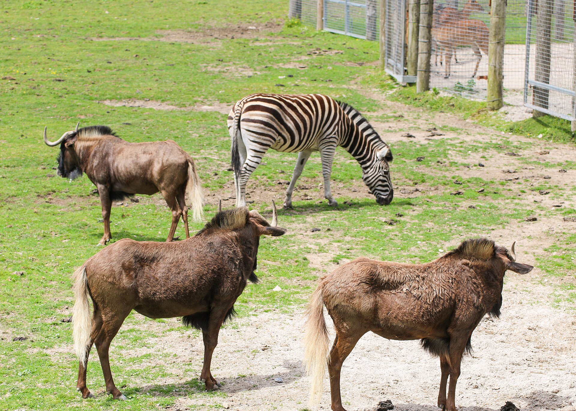 Newquay Zoo