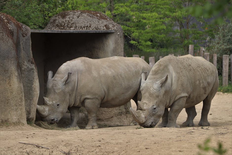 Paris Zoological Park