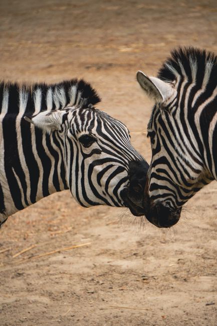 Zoo Antwerpen