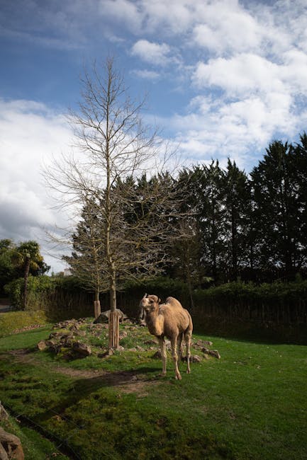Beauval Zoo