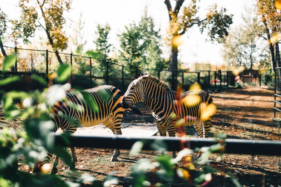 Calgary Zoo